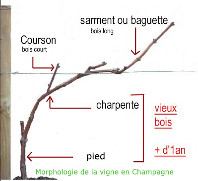 Pied de vigne copie