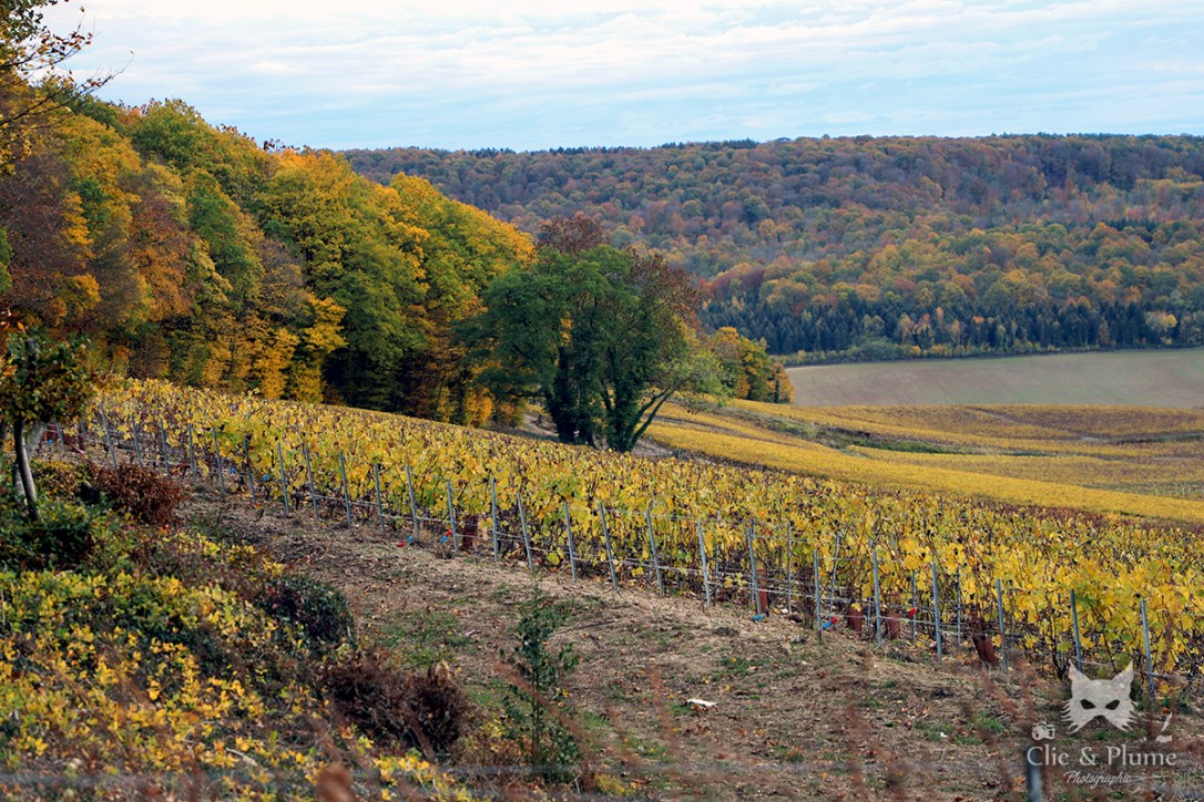 IMG_4110 web Fleury (1)