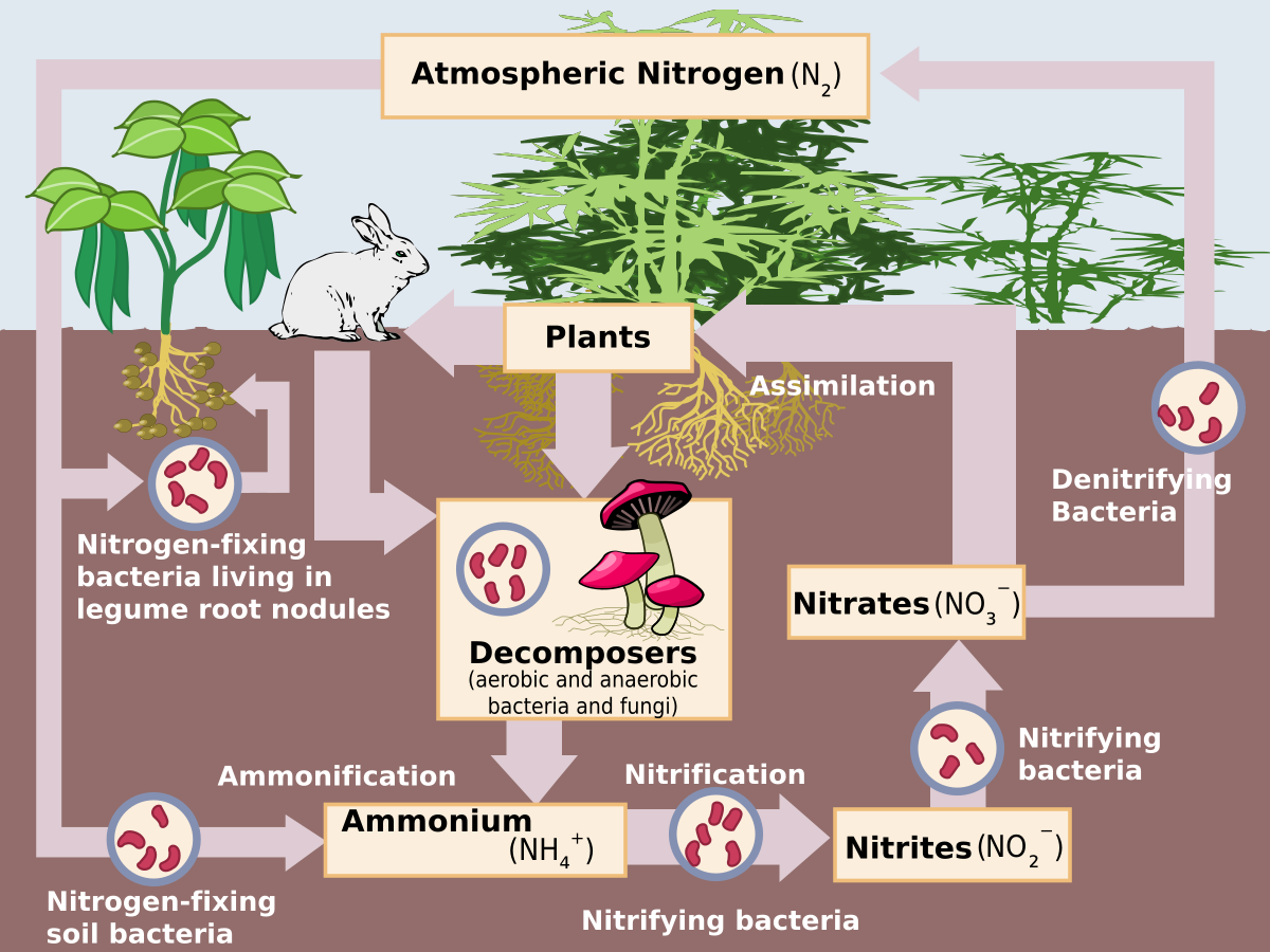 1200px-Nitrogen_Cycle.svg