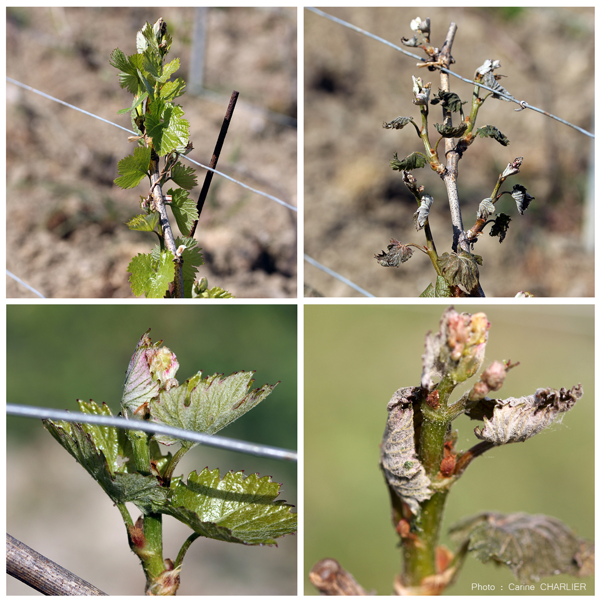 gel avril 2017 copie2